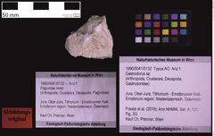 Foto (Objekt + Etiketten) von Gastrodorus sp. (NHMW-GEO-1990-0041-0132)